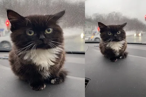 Котенок Чмоня