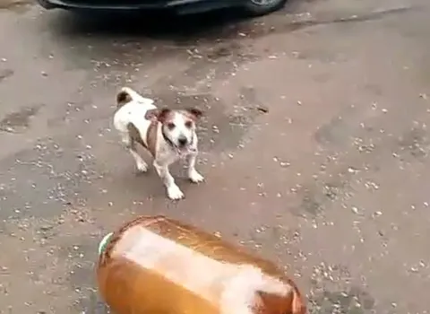Собака и кега