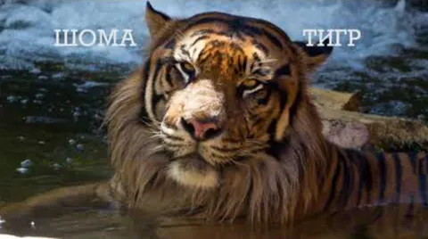 Вот как-то так но никак иначе