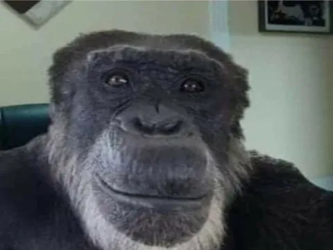 Обезьяна без ушей