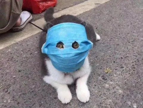 Кот в медицинской маске