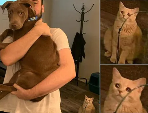 Кот смотрит на хозяина с собакой