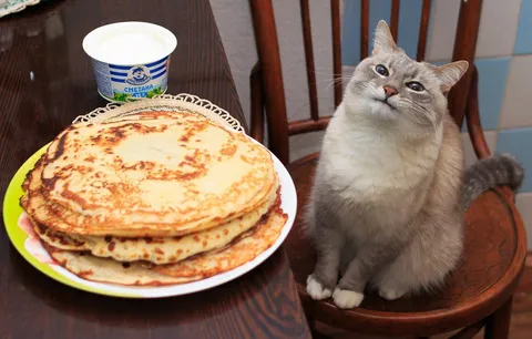Кот с блинами