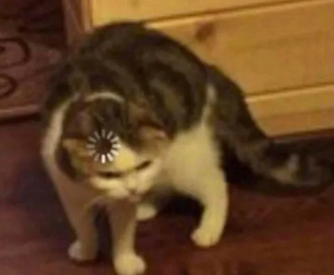Кот грузится