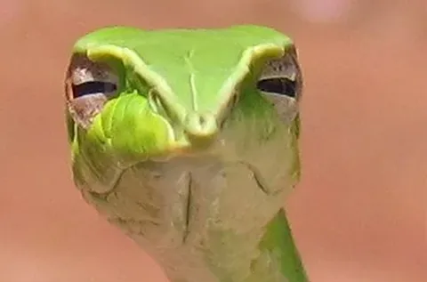 Skeptical Snake