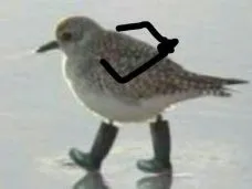 Дудлы в реальной жизни