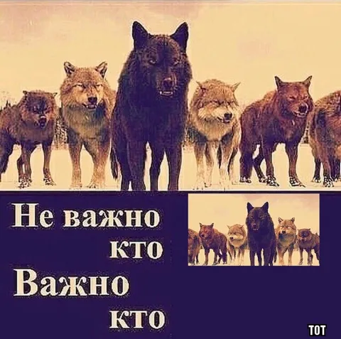 Мемы про волков с цитатами