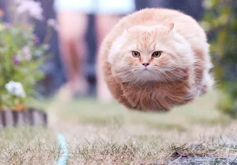 Летящий кот