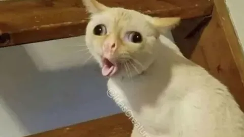 Кашляющий кот