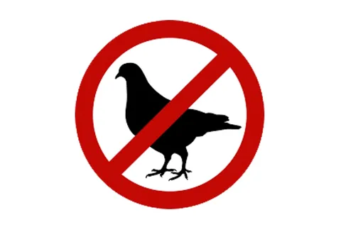 Птиц не существует