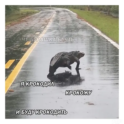 Я крокодил, крокожу и буду крокодить