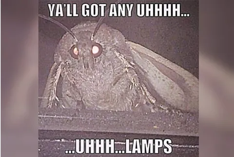 Moth Memes