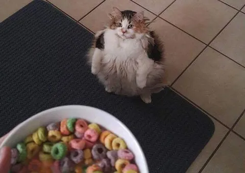 Кот просит колечки (Brother May I Have Some Loops)