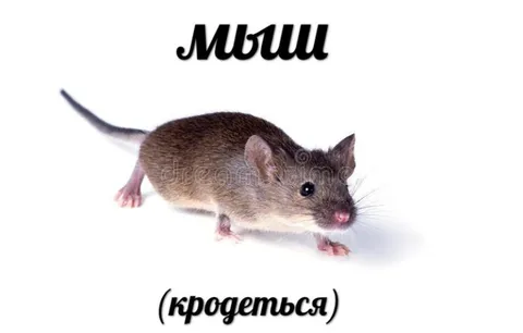 Мыш (кродеться)