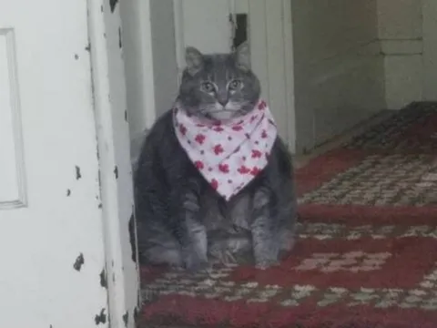 Толстый кот в слюнявчике (Есть чо покушот)