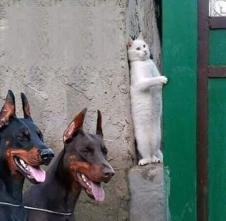 Белый кот прячется от собак