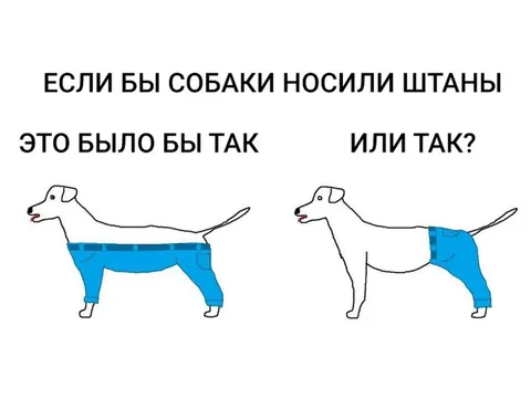 Если бы собаки носили штаны
