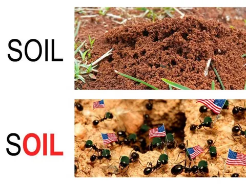 American oil (американская нефть)
