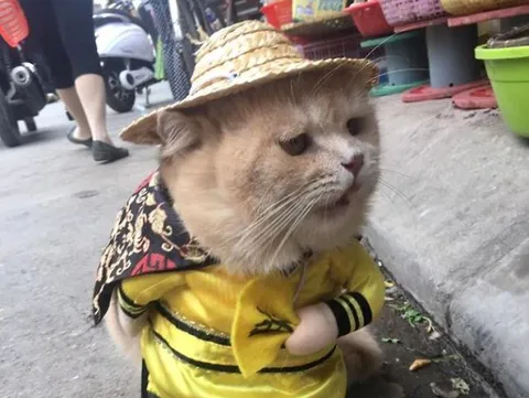 Кот в желтом плаще