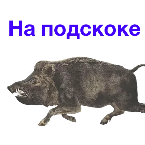 Метнулся кабанчиком (обкашлять вопросики)