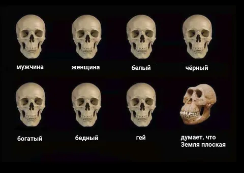Сравнение черепов