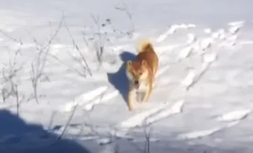 Это фиаско, братан