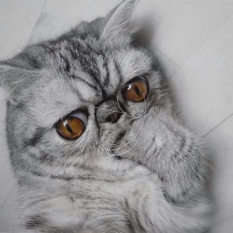 Кот кусает лапку