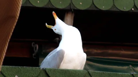 Чайка смеётся