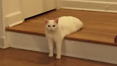 Кот-качок