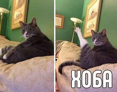 Кот Хоба