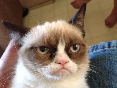 Grumpy cat