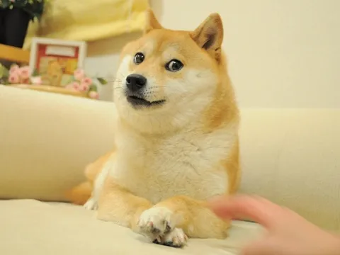 Доге (Doge)