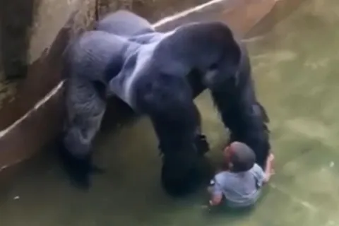 Харамбе
