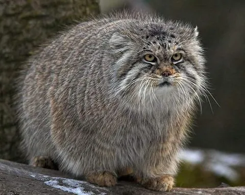 Манул (погладь кота)
